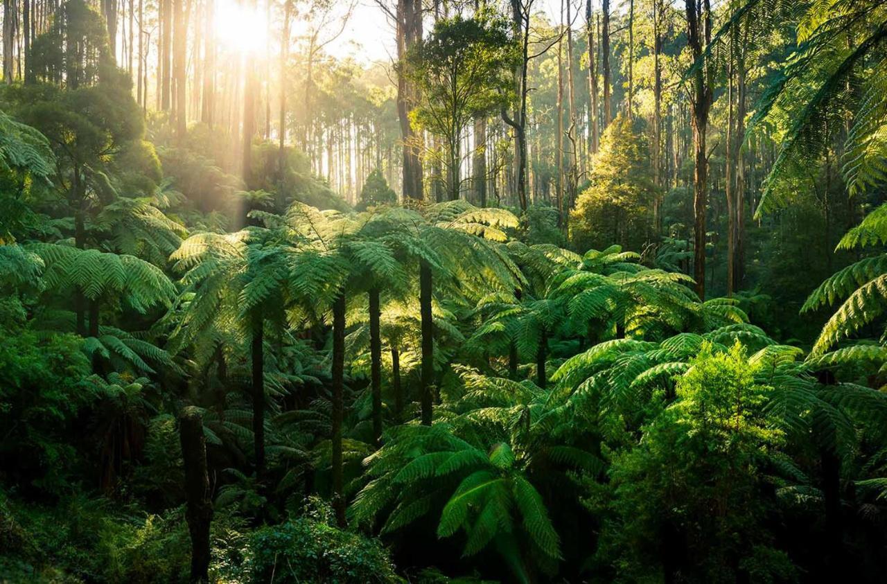 Ferny Hill Retreat, Emerald Victoria Exteriér fotografie